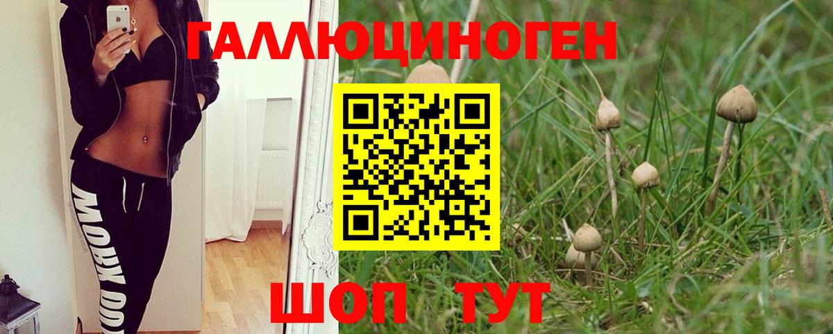 Грозный  Псилоцибиновые грибы GOLDEN TEACHER  Вход с VPN  Галлюциногенные грибы Psilocybine cubensis 